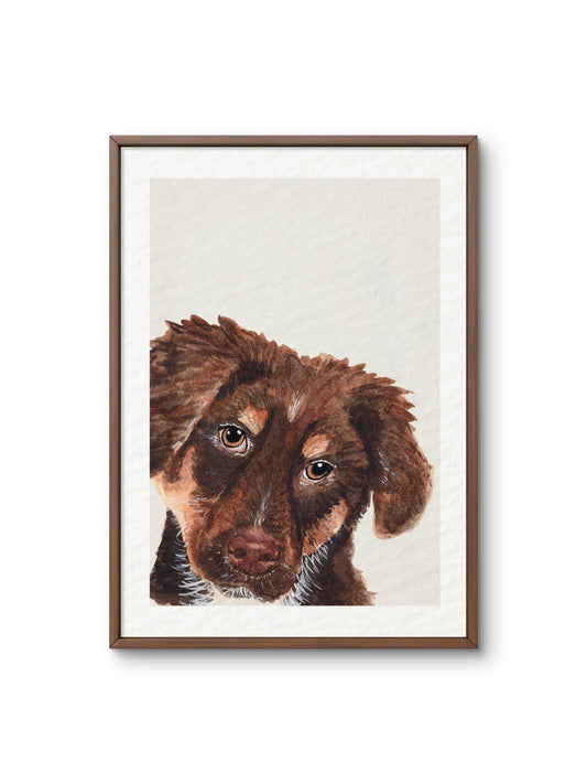 Poster Australian Shepherd Pup