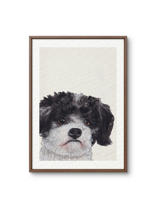 Poster Shih tzu - Maltezer